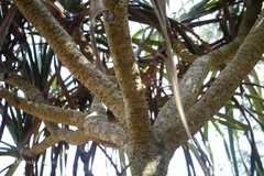 Pandanus andamanensium